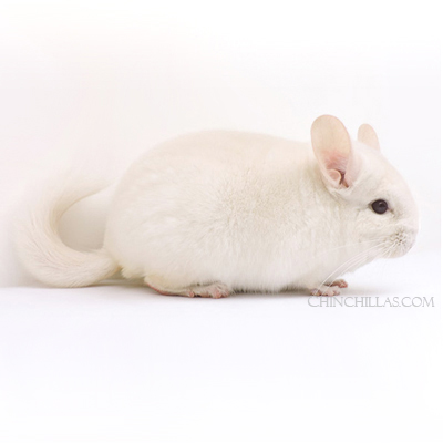 goldbar lowe recessive white chinchilla